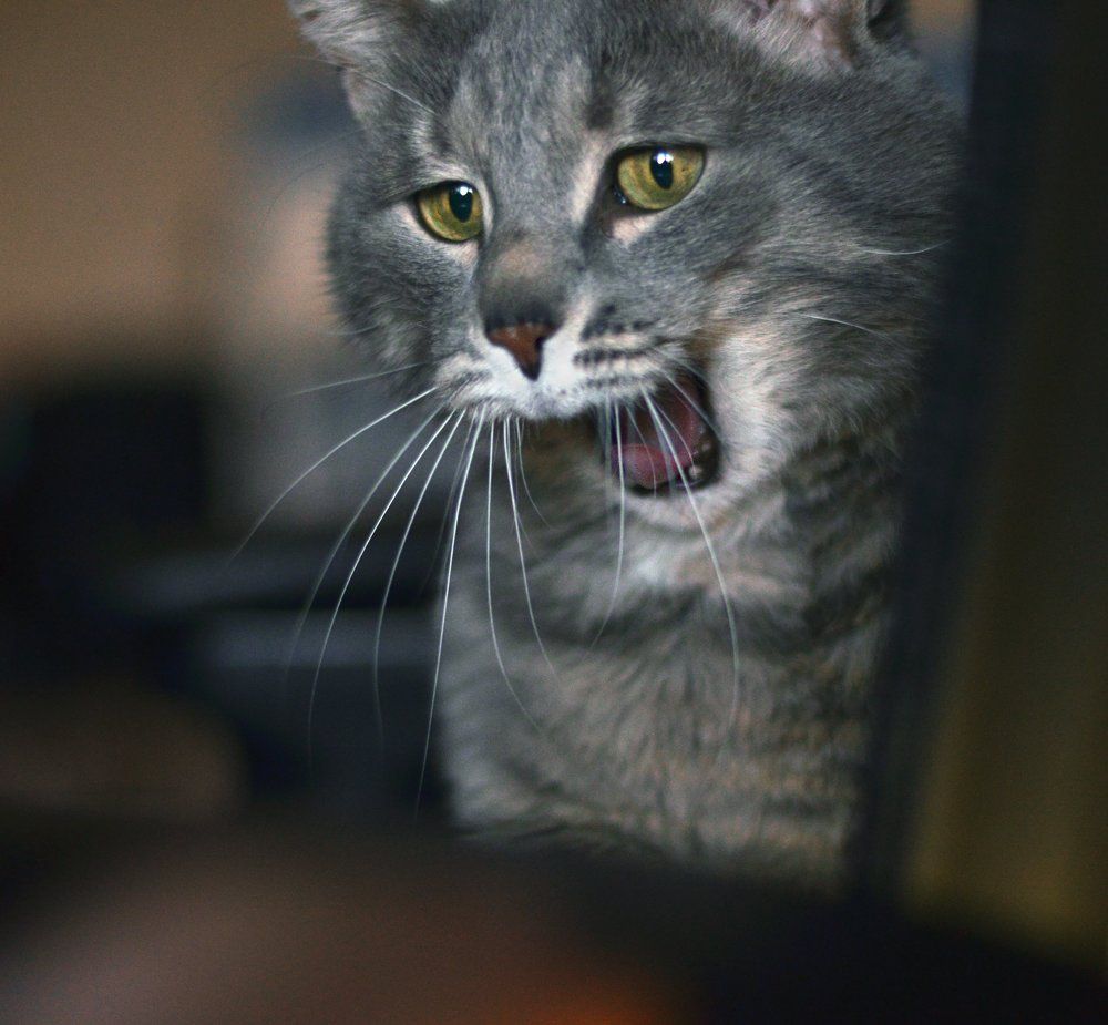 Photograph by Константин Мишнаевский