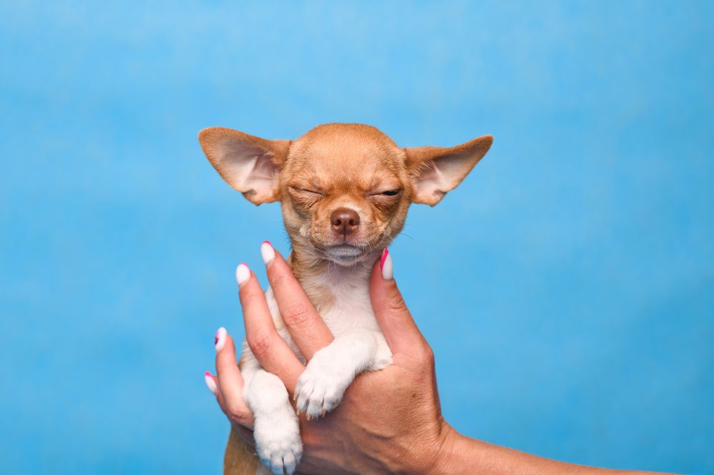 Фотография автора Алёна Ковалёва