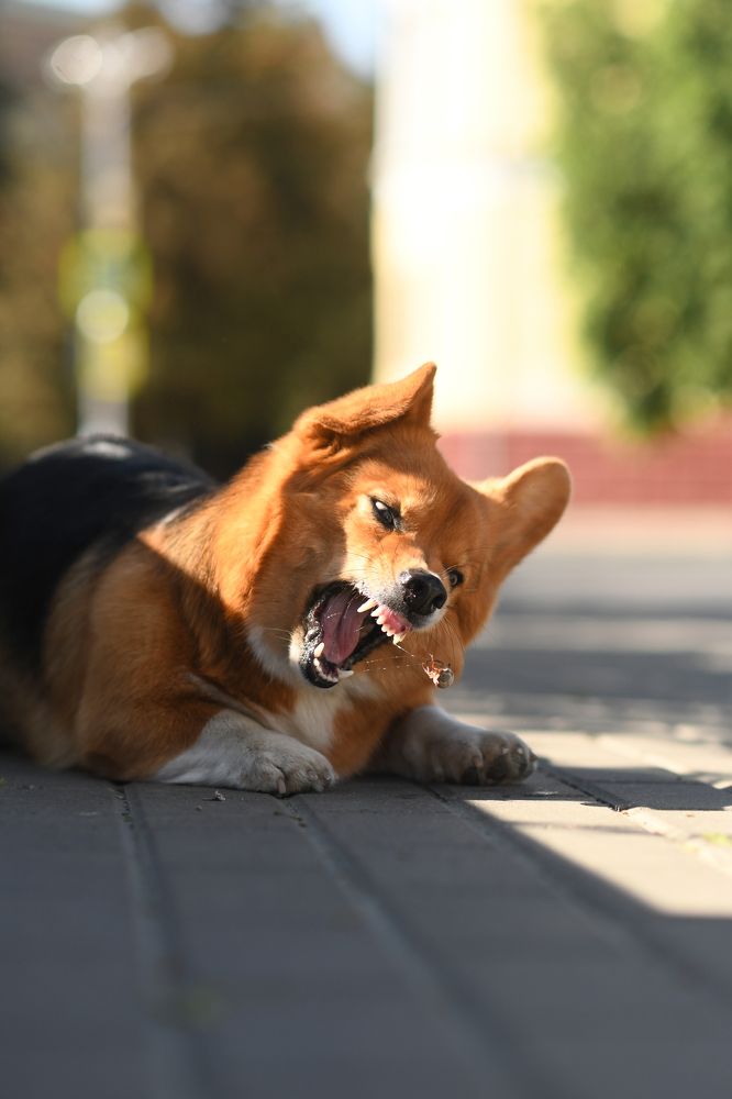 Фотография автора Алёна Ковалёва