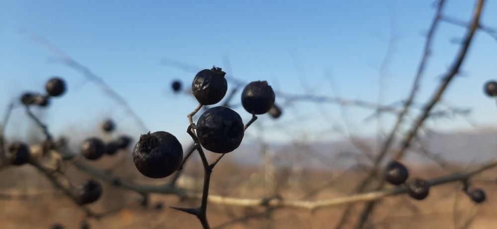 Photograph by Typbo _-_