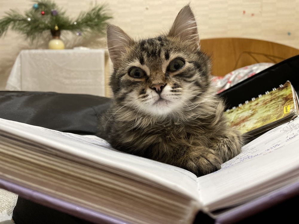 Photograph by Антонина Кирбатова