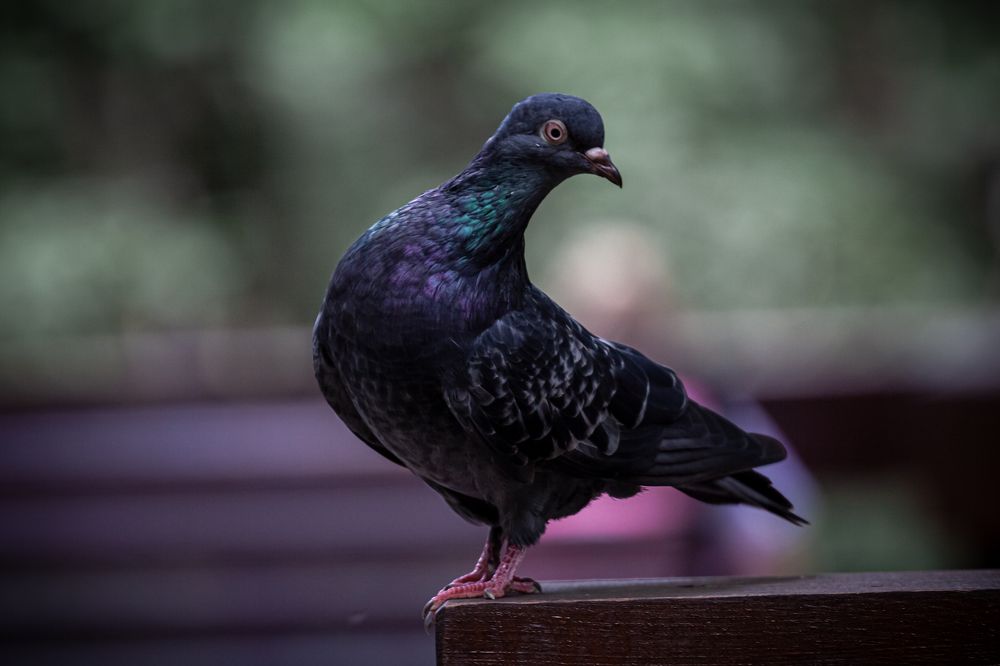 Photograph by Наталья Островцева