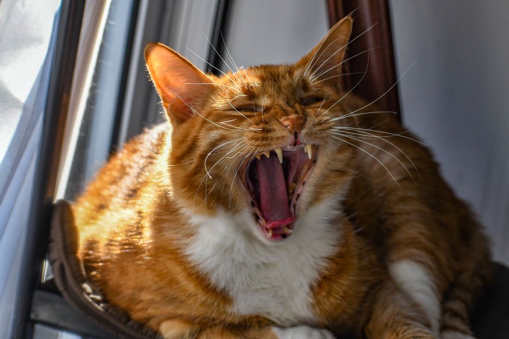 Photograph by Алексей Поляков