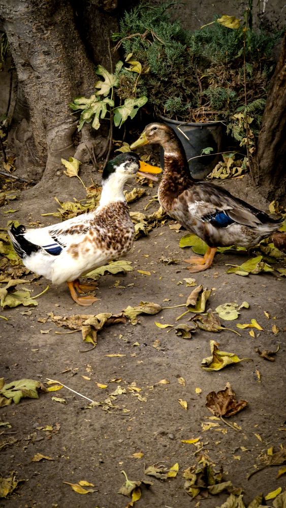 Фотография автора Всеволод Юрша