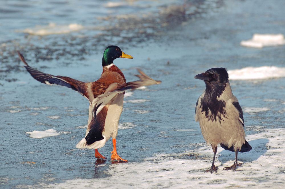 Photograph by Людмила Сиденко