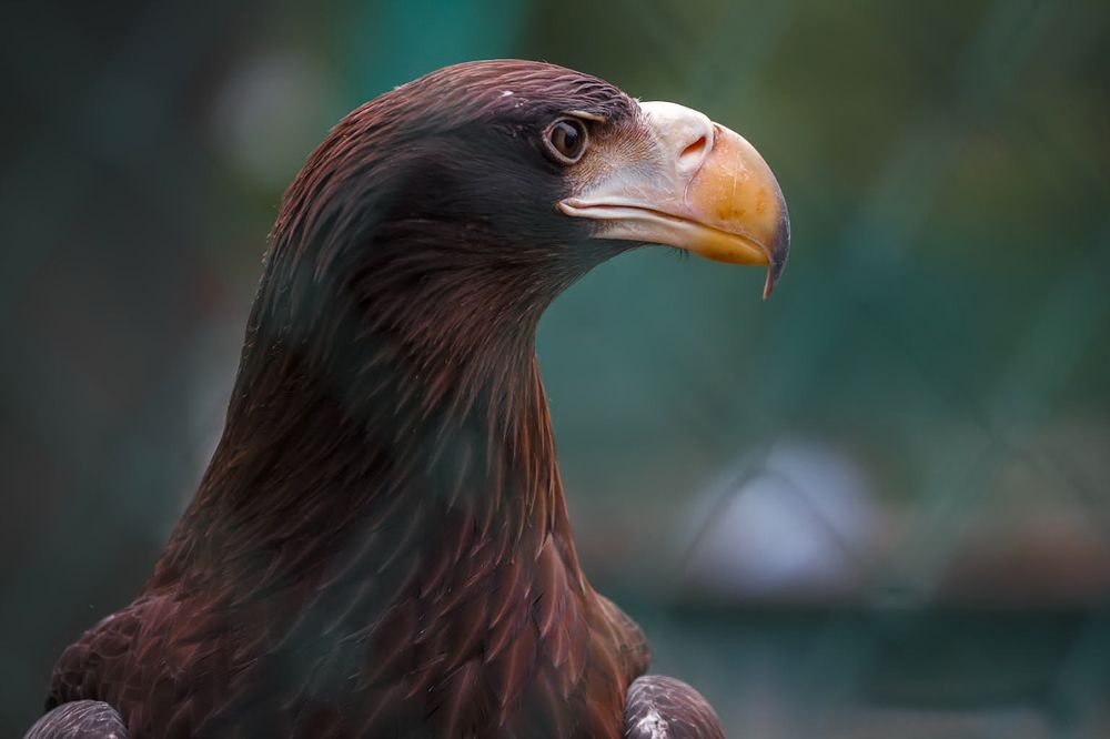 Photograph by Елена Барбарич