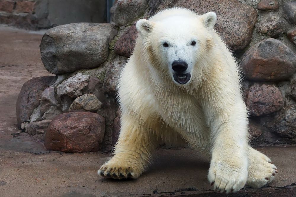 Photograph by Елена Барбарич