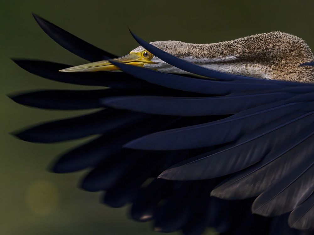 Я вижу тебя!