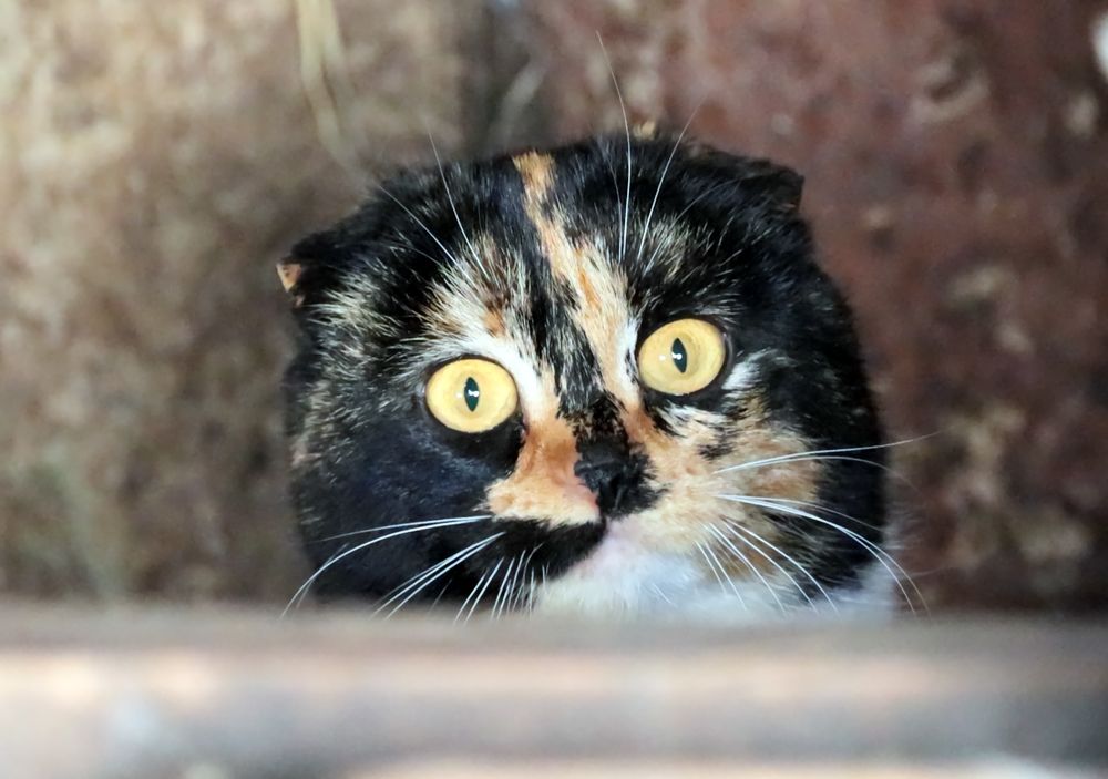 Photograph by Сергей Конюшенко