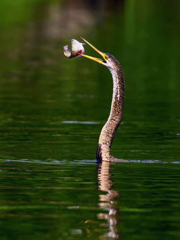 Дикая охота