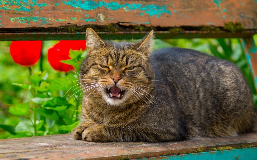 Photograph by Olga Snai