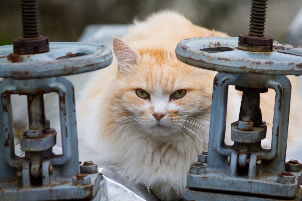 Photograph by Olga Snai