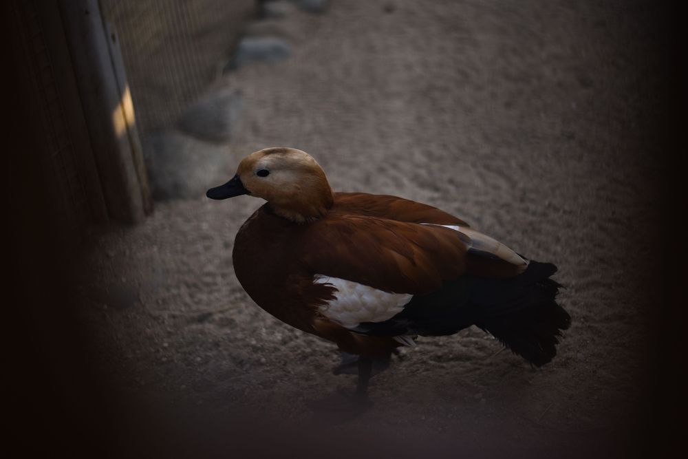 Photograph by Виктория Шамурина