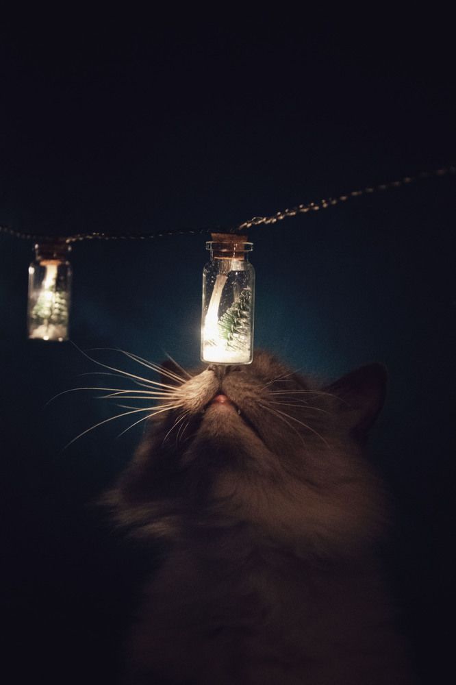 Photograph by Ирина Аверьянова