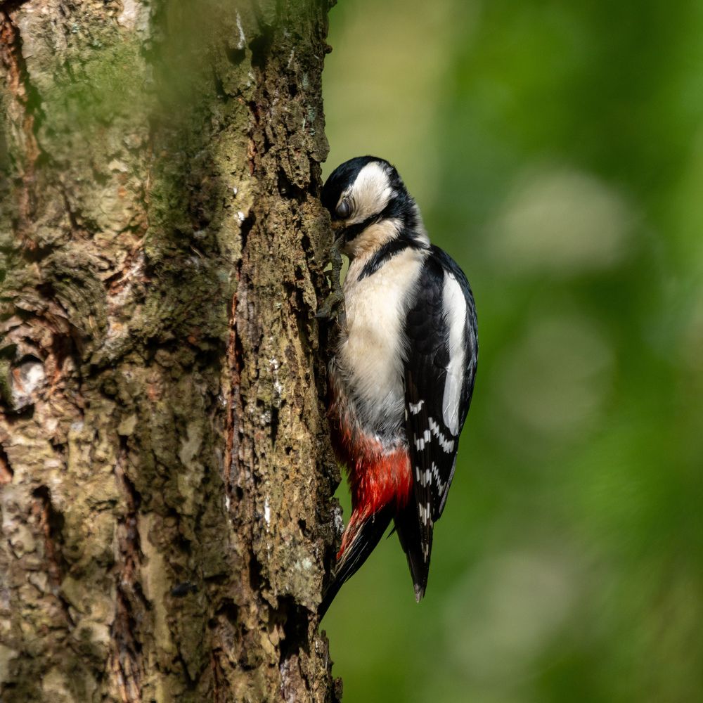 А говорят не болит голова у Дятла.