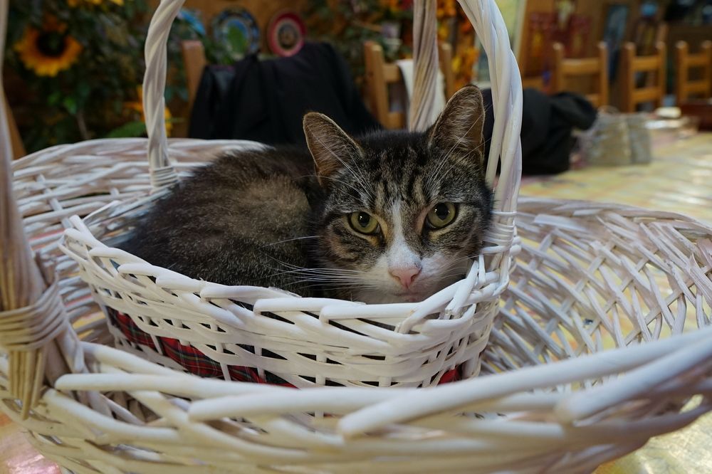 Photograph by Елена