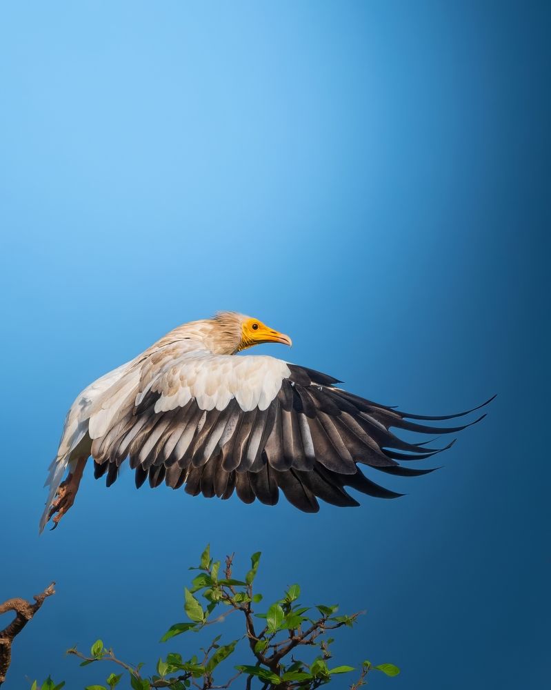 Фотография автора HITESH PATEL