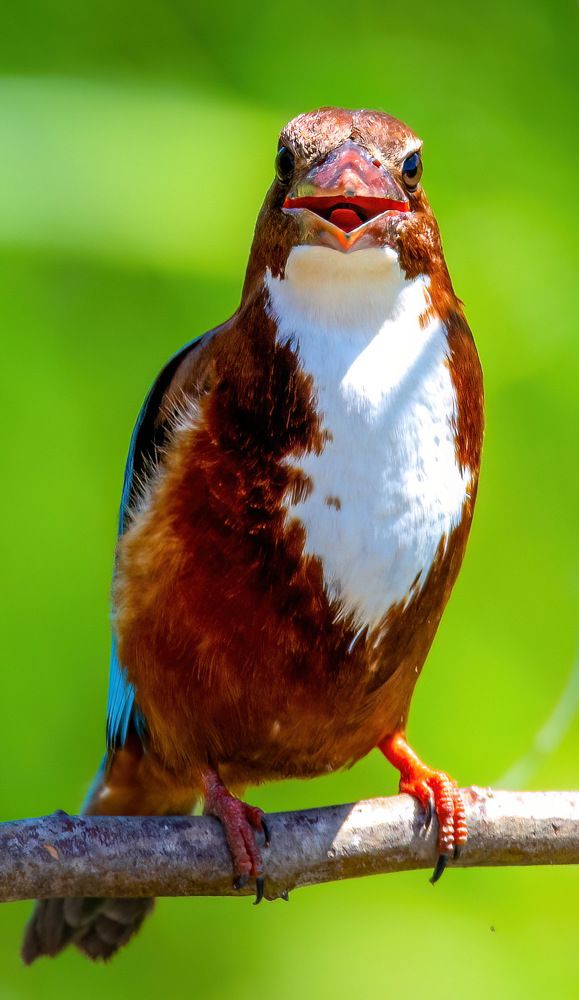 Фотография автора محمد سعد أبو أبراهم