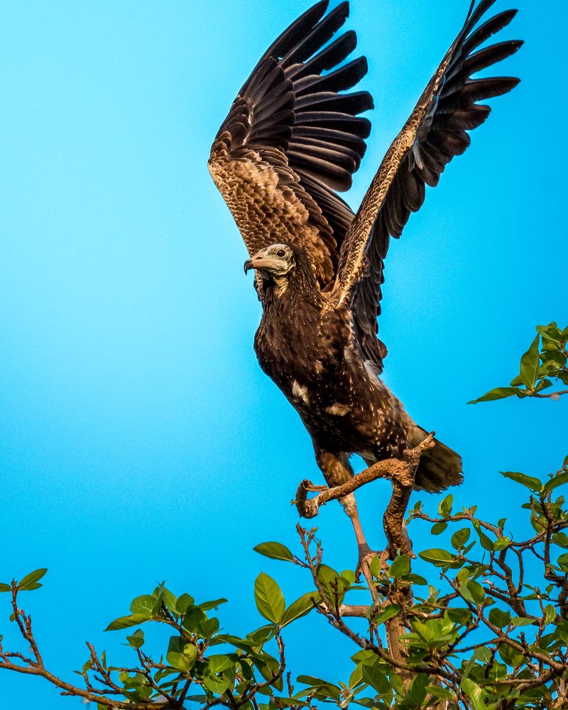 "Wings Unleashed: Majestic Vulture Takeoff"