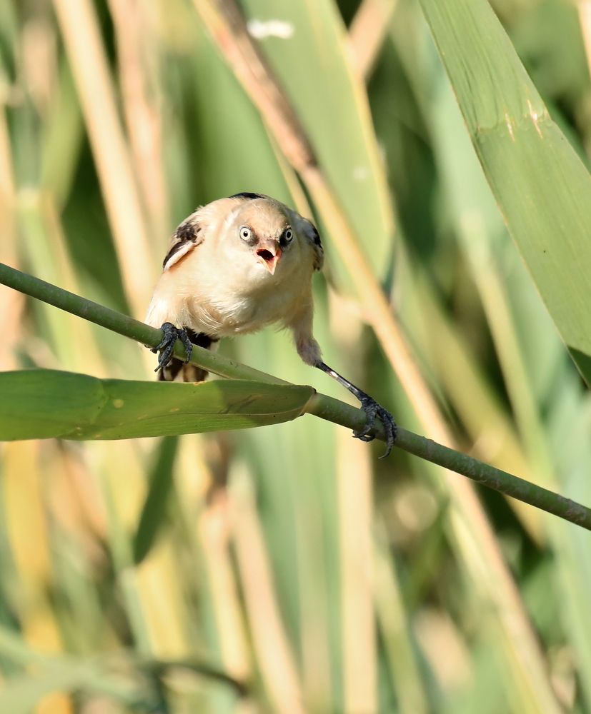Фотография автора Алла Кожевникова