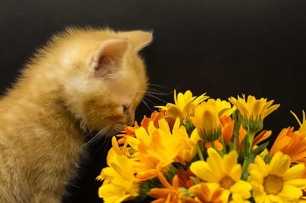 Photograph by Дарья Ващенко-Панкина