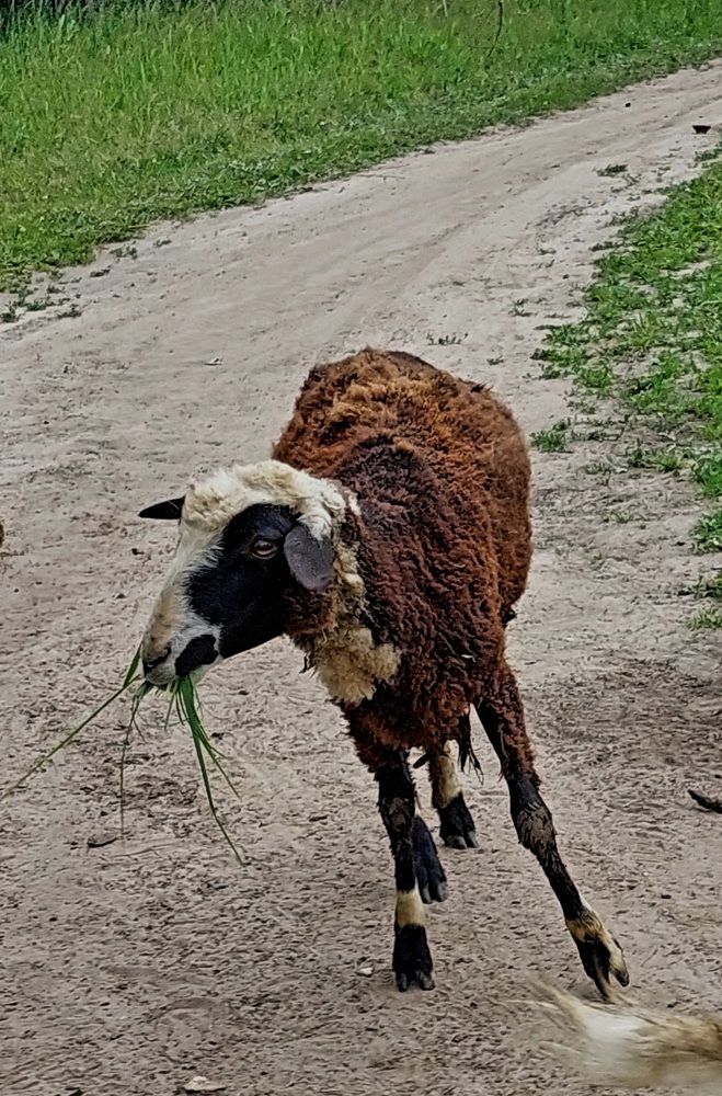 Фотография автора Мария Коледа