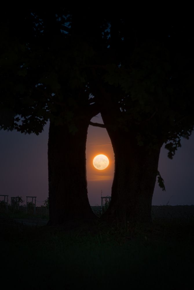 Photograph by Полина Хрол