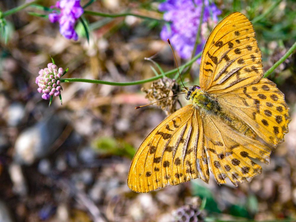 Фотография автора Angelo Dolci