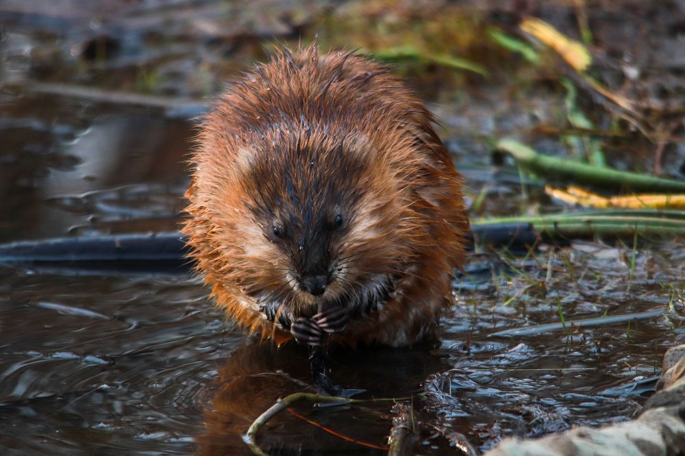 Photograph by Наталья Трифуз