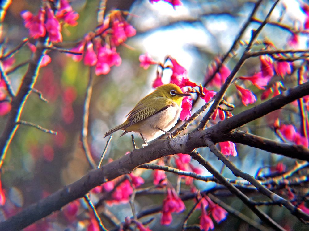 Photograph by Ho Chung Howard Tong