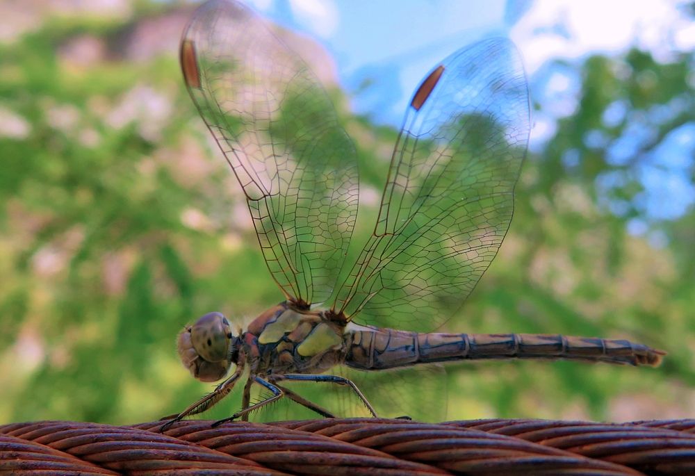 Dragonfly