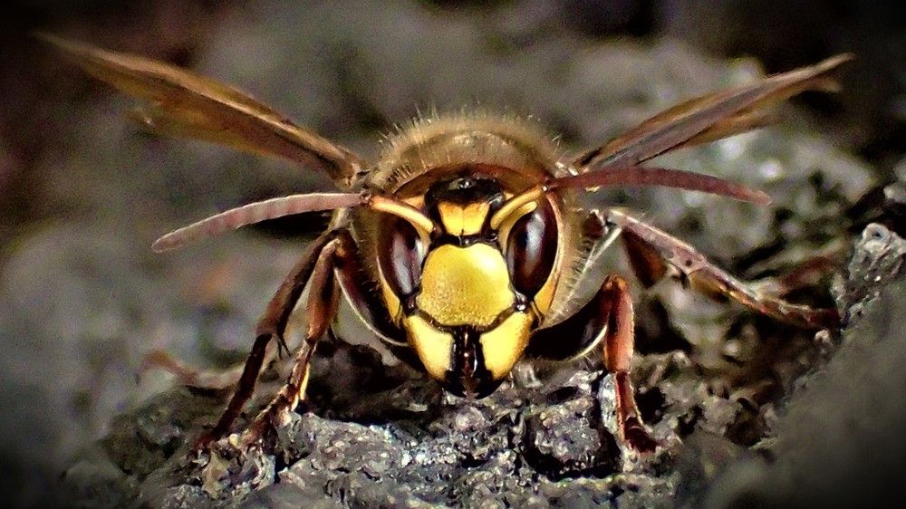 Взгляд в душу