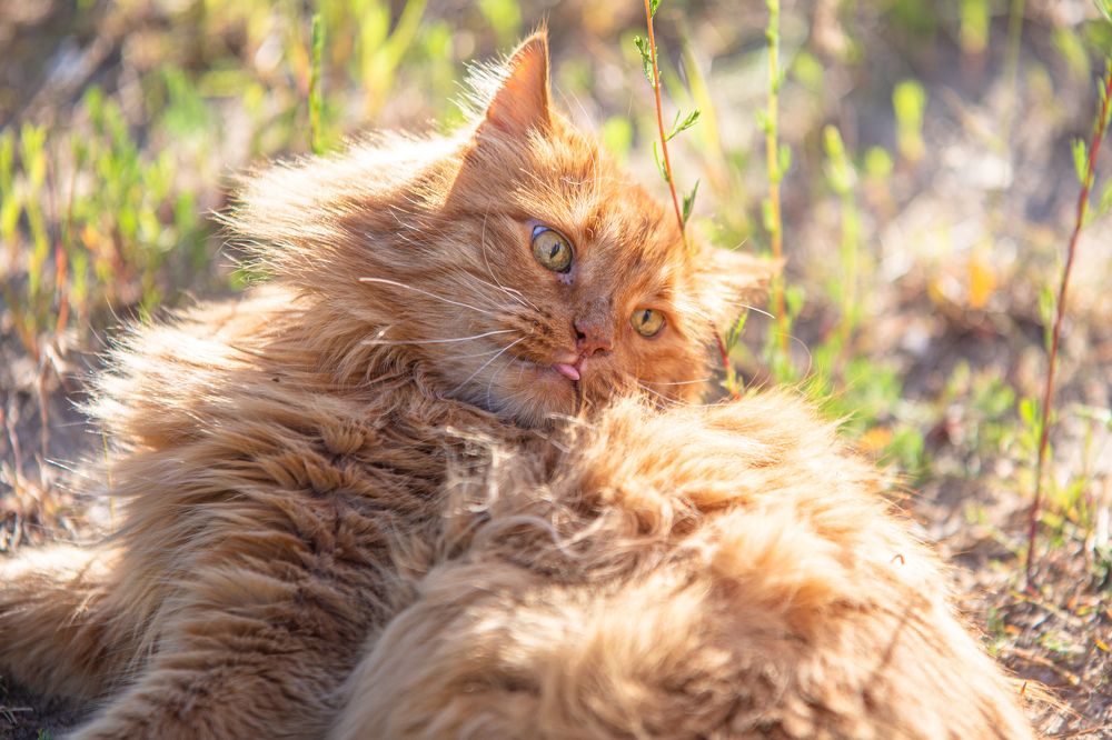 языковой барьер