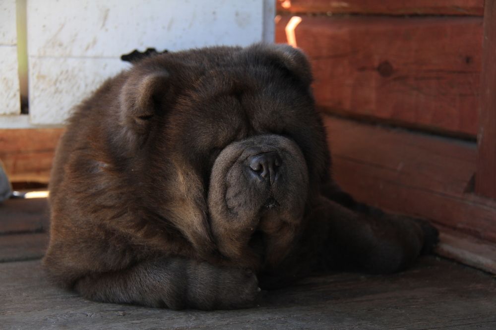 Фотография автора Анастасия Зверева