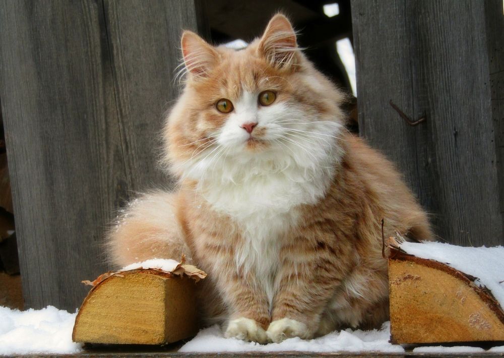 Photograph by Владимир Перминов