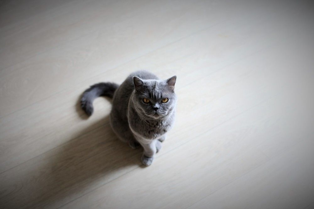 Наша любимая Бусси,Буся,Бусинка!