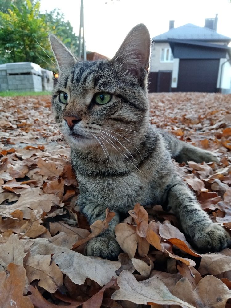 Кот по кличке Боб.