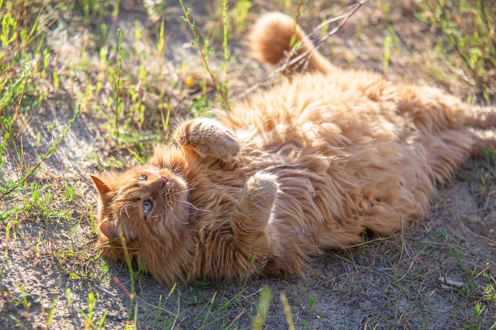 шерстяной батон