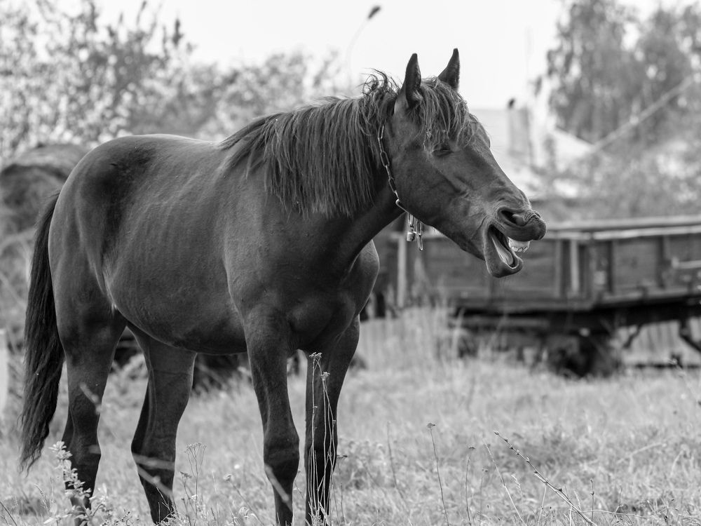 Photograph by Светлана Шибаршина