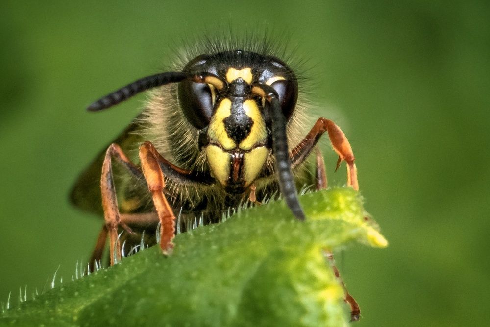 У вас ус отклеился