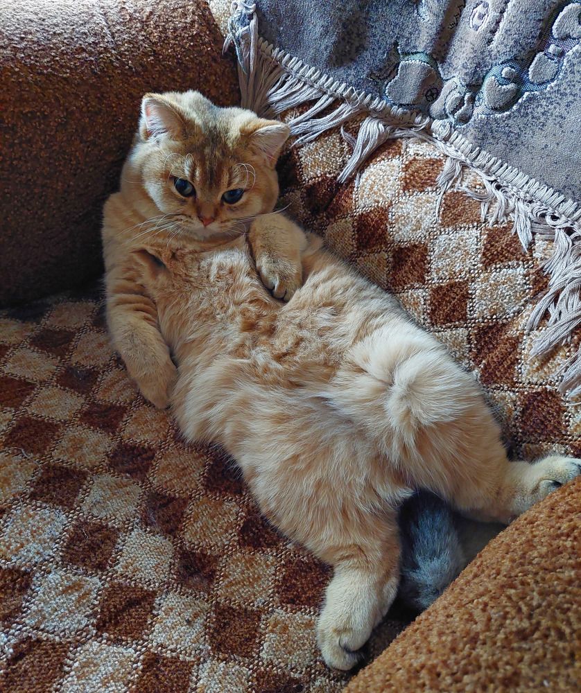 Барин. Кот Шуберт