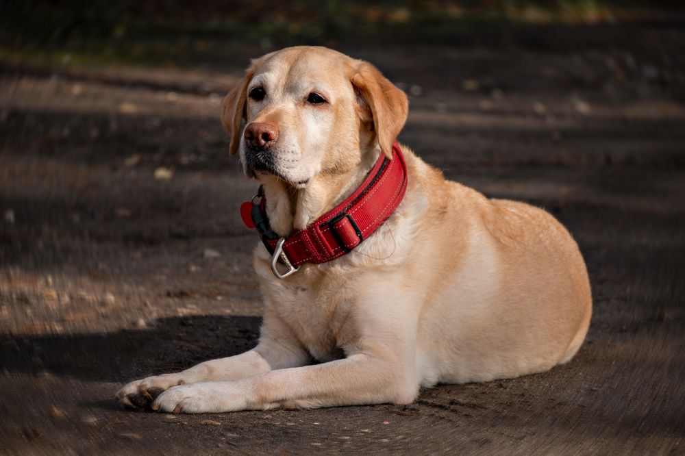 Photograph by Елена Ефимова