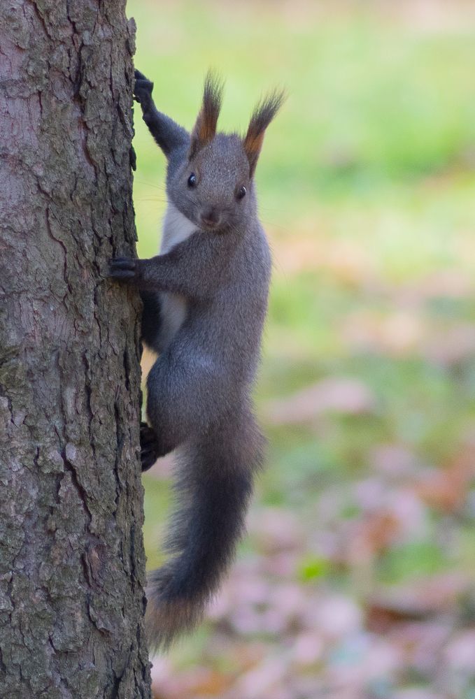 Фотография автора Ирина Шипунова