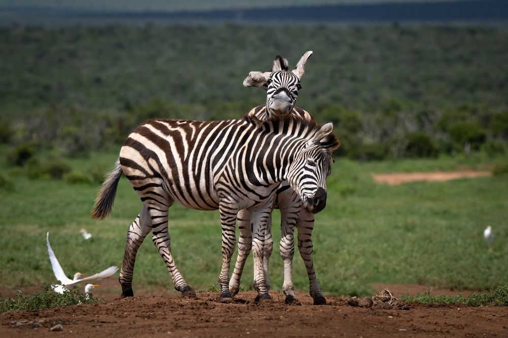 Влюблен по уши