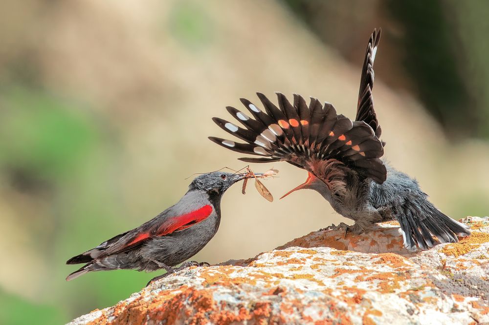 Photograph by Amin Maleki