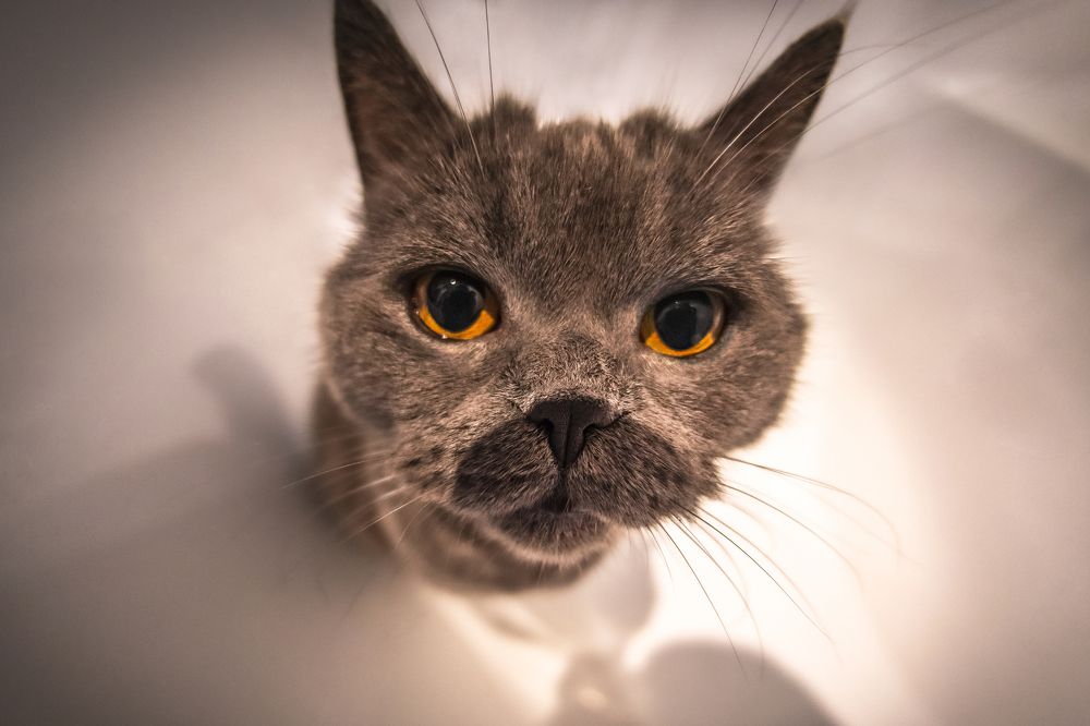 Photograph by Максим Сорокин