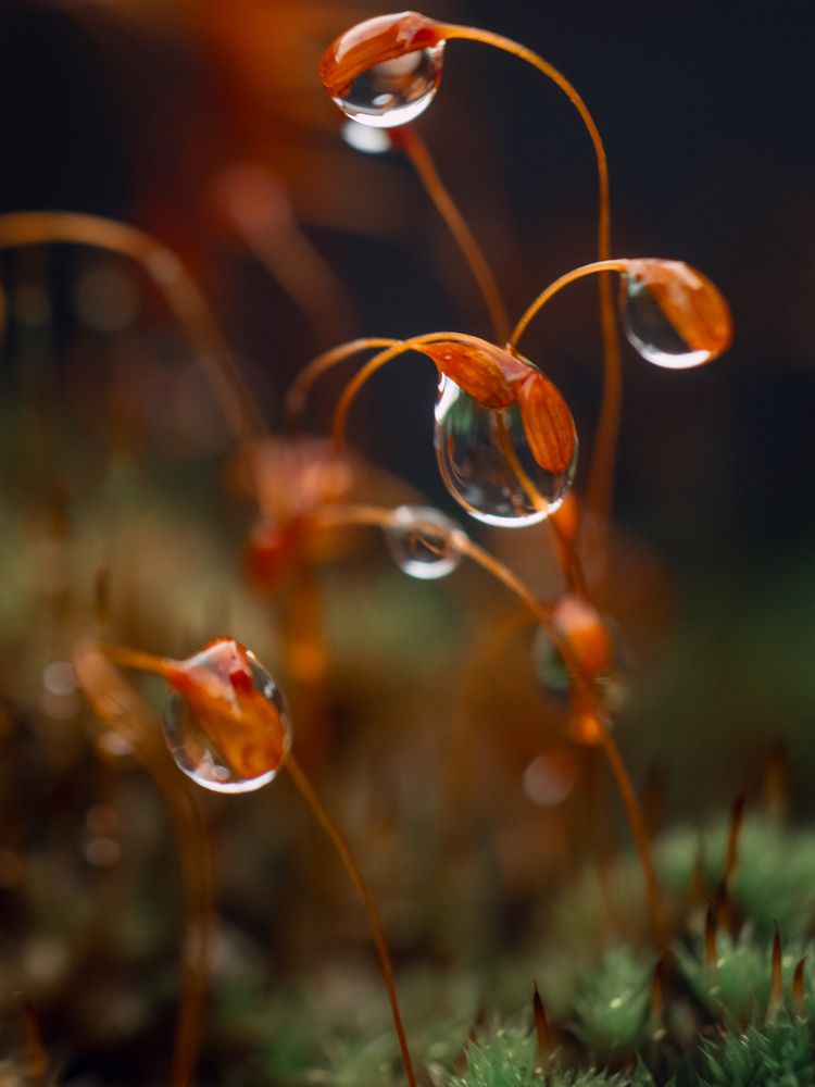 Photograph by Протченко Ирина