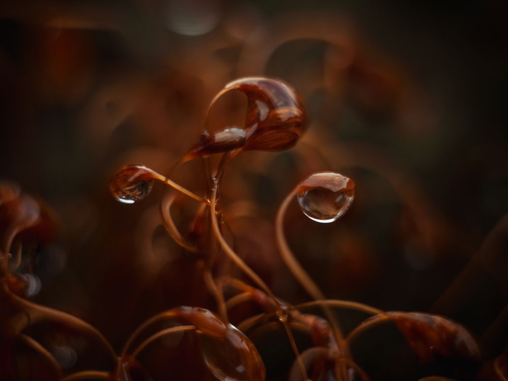 Photograph by Протченко Ирина