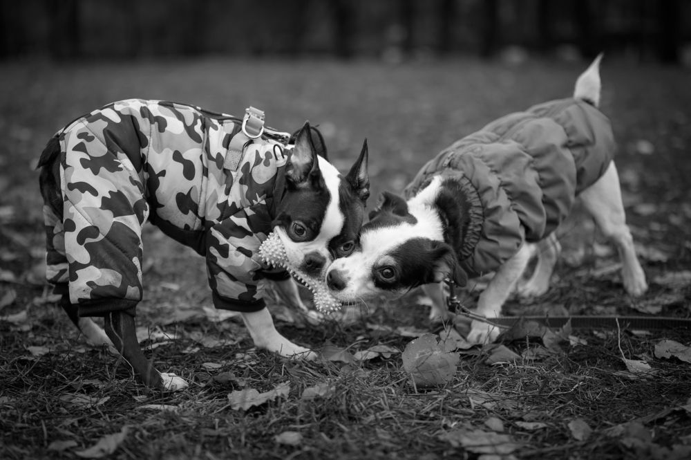 Photograph by Олег Иваницкий