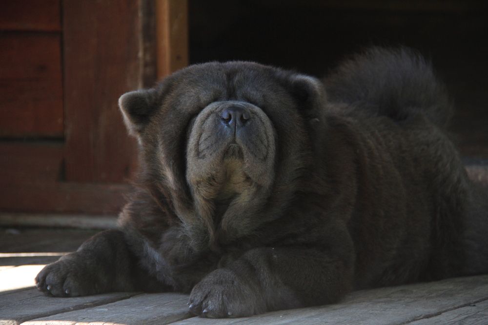 Фотография автора Анастасия Зверева